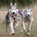 BSHRA Husky Racing Events